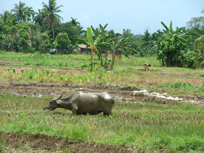 This buffalo definitely needs a bath!
