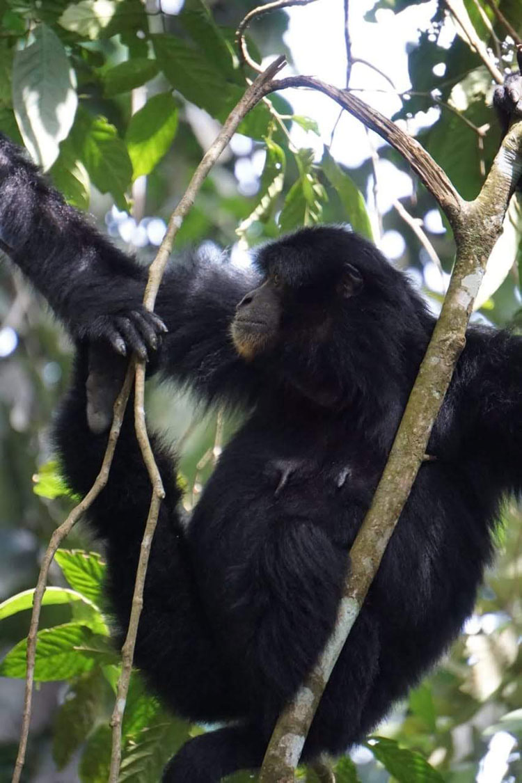 Siamang (Symphalangus syndactylus)