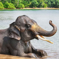 thumb_elephant_trek.jpg