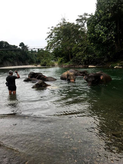 Elephants bathing in the river.