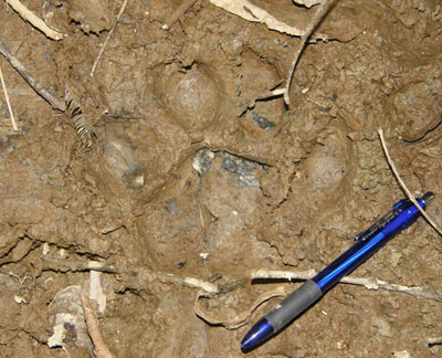 Tiger tracks