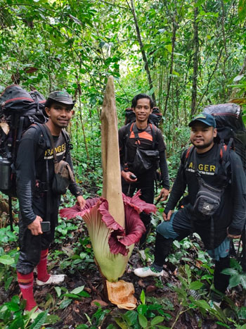 The tallest flower in the world; Titan arum.