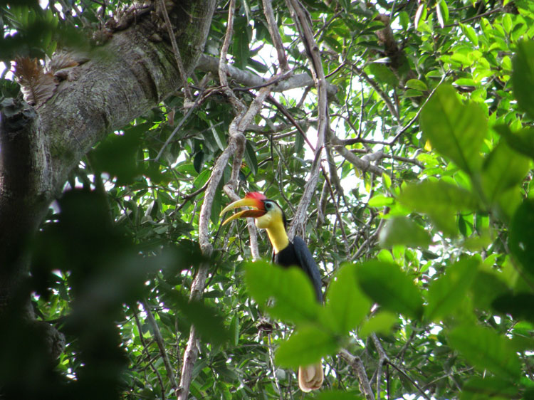Wrinkled hornbill