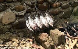 Fresh fish BBQ for lunch?