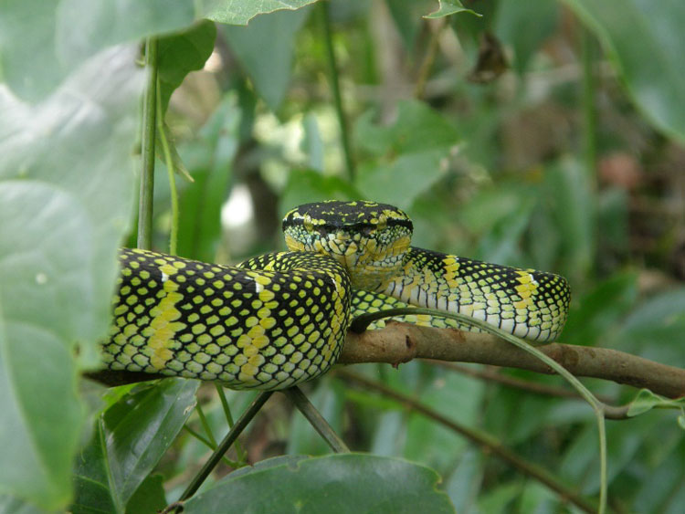 Wagler’s palm pit viper
